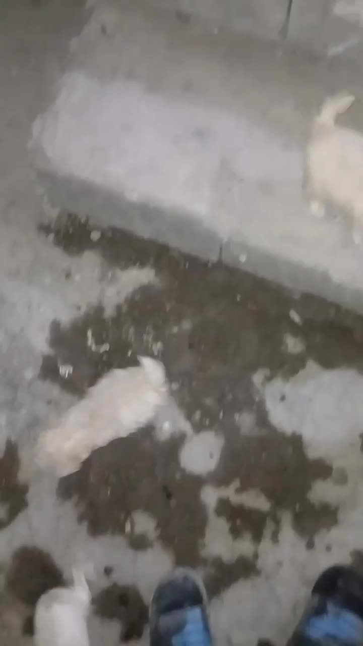 سگ شیتزو|سگ|آستانه اشرفیه, |دیوار