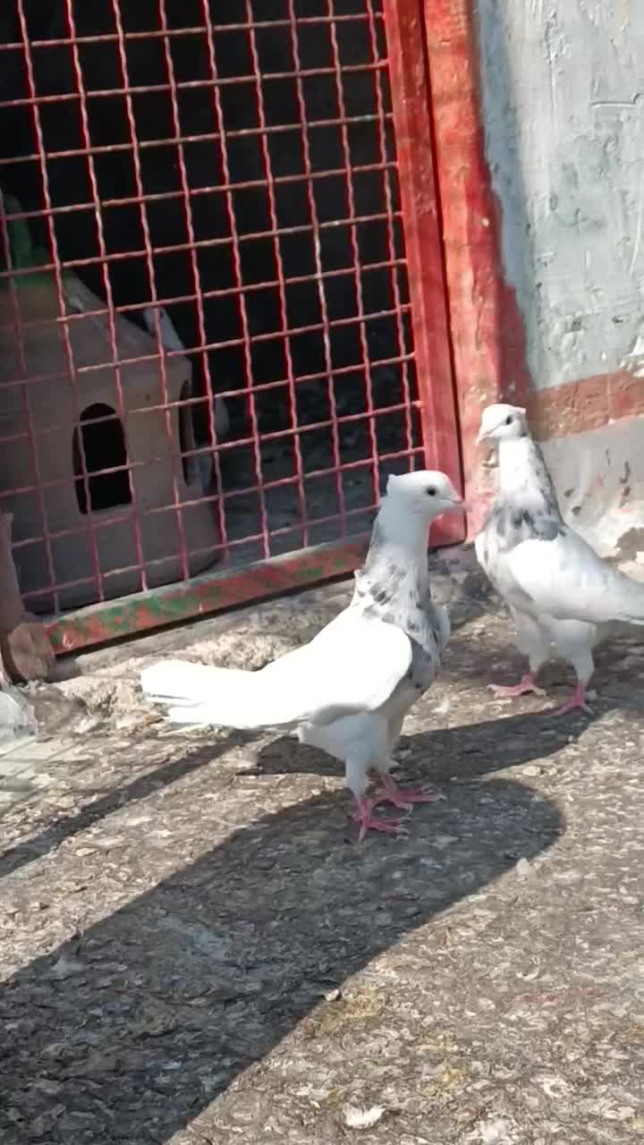 طوقی لکه دار|پرنده|فیروزآباد, |دیوار