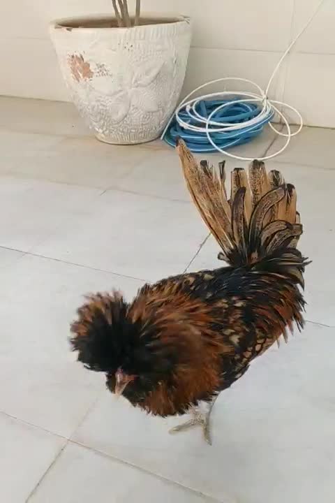 خروس.لهستانی.کوکو|حیوانات مزرعه|خمینی‌شهر, |دیوار