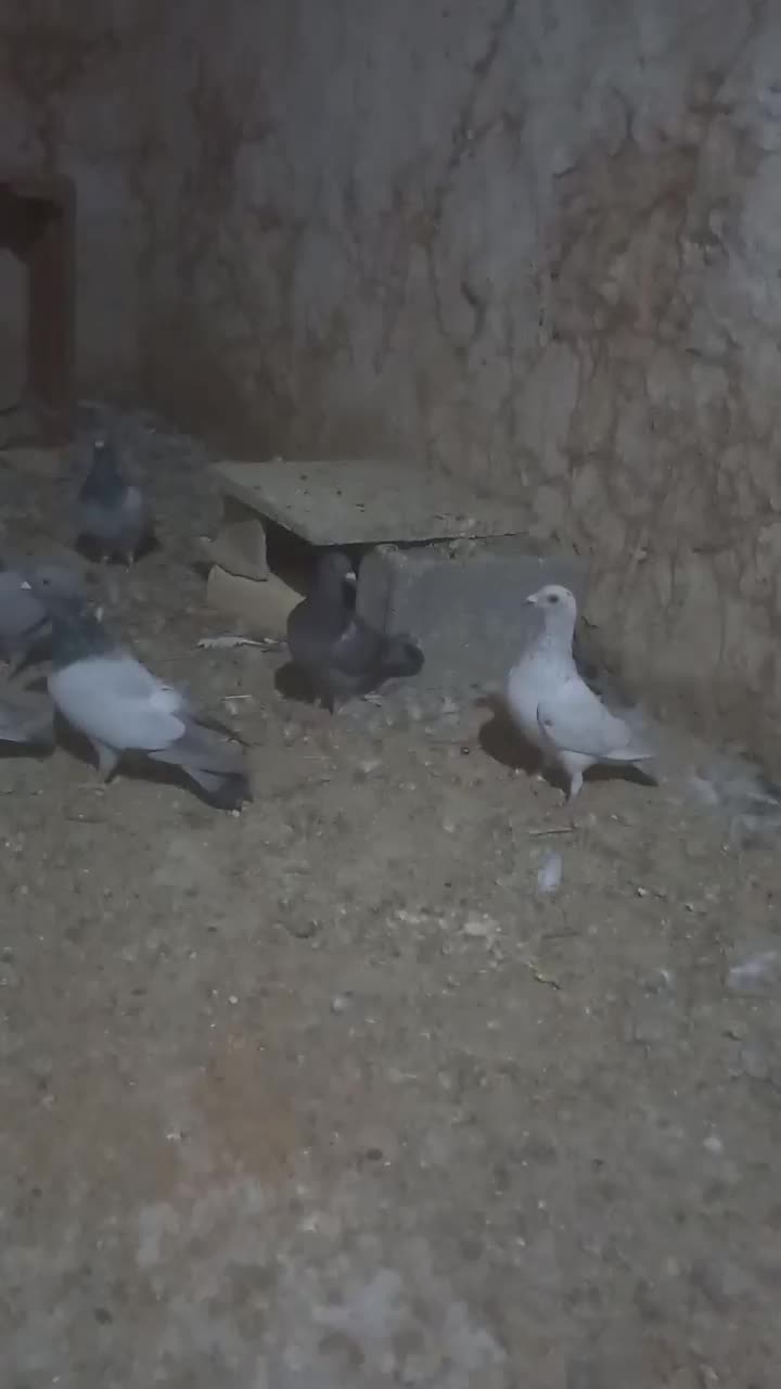 پلاکی نر جوان|پرنده|کازرون, |دیوار