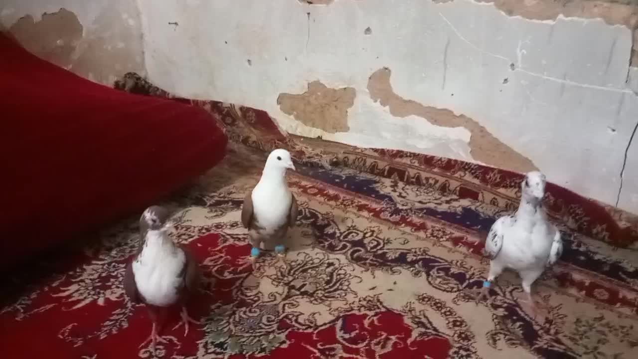 کلاغ سرخ کروباتی سرخ سوسکی بزک|پرنده|مشهد, شهید قربانی|دیوار