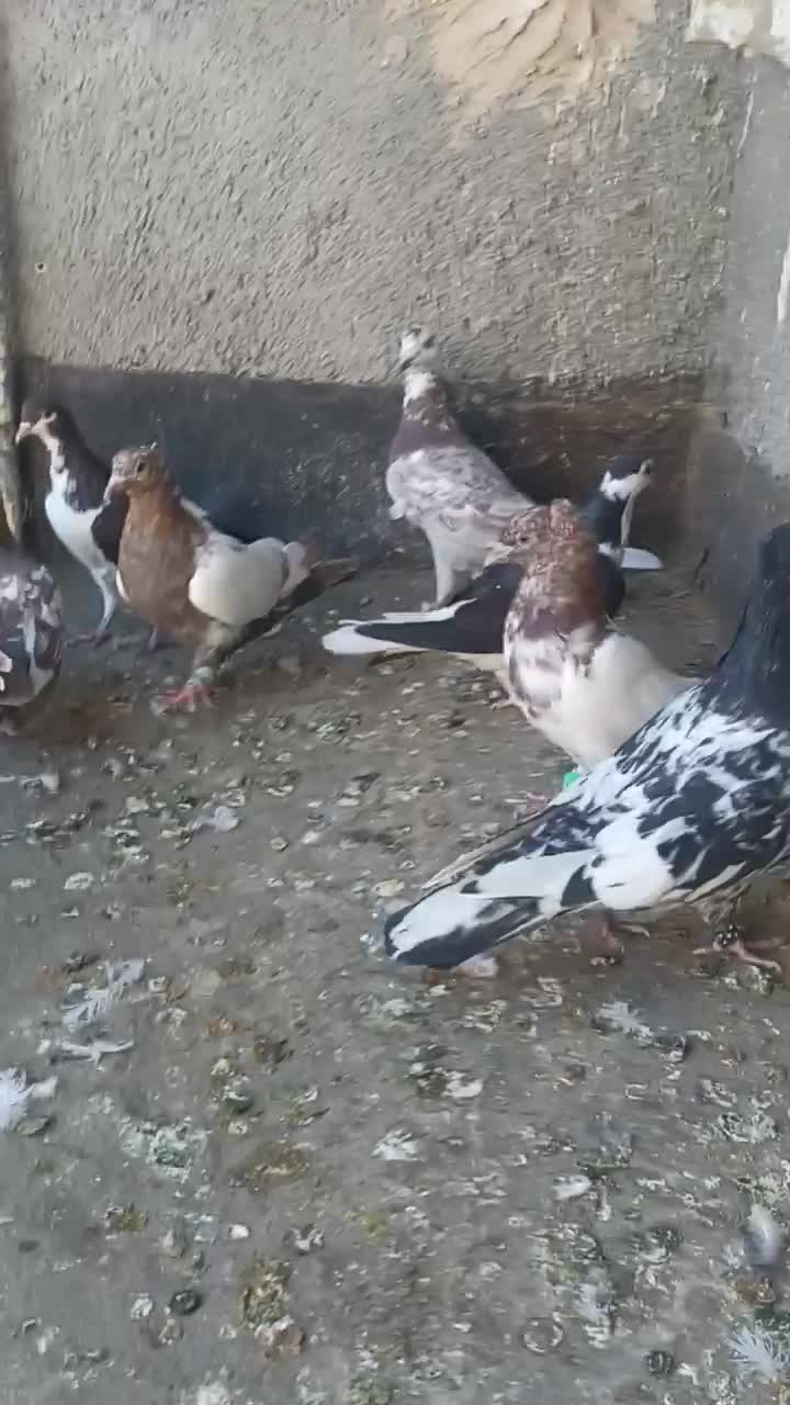 کفتر رنگه صید|پرنده|مشهد, کوی سیدی|دیوار