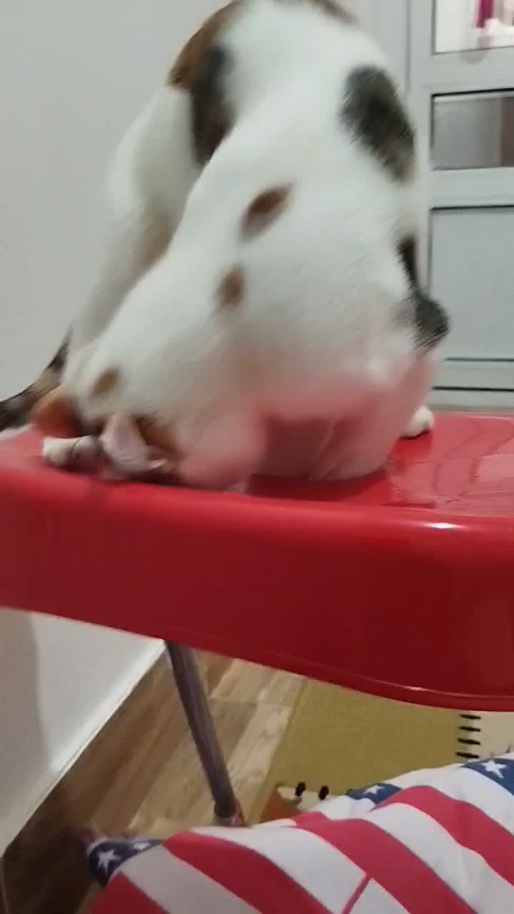 گربه|گربه|میاندوآب, |دیوار