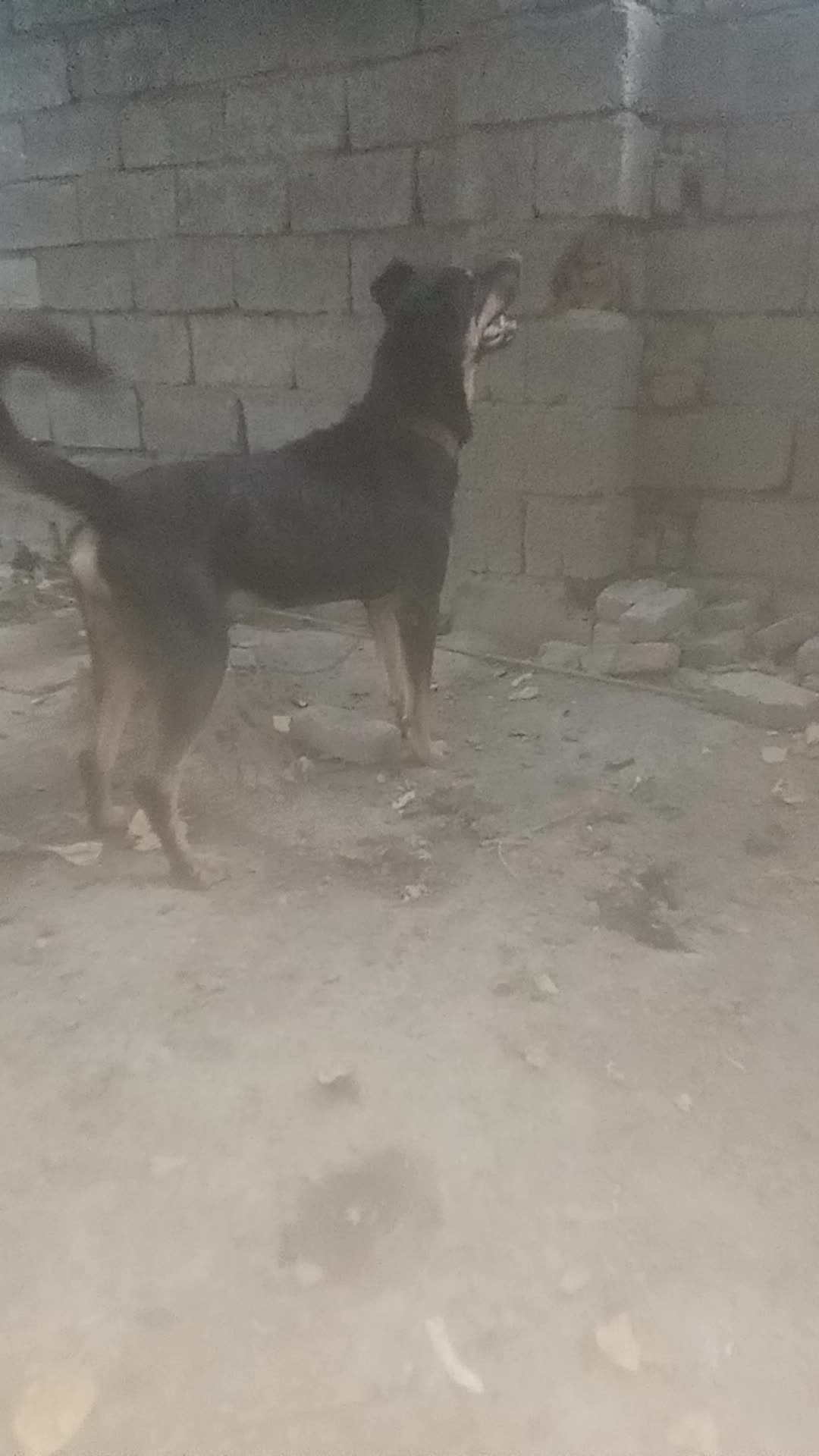 حیوان|سگ|مینودشت, |دیوار