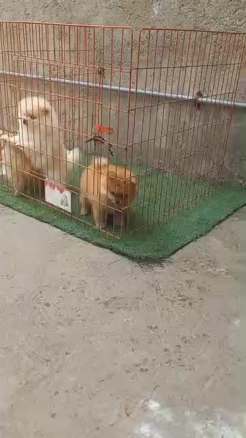 پامرانین پرتقالی|سگ|رشت, لاکانی|دیوار