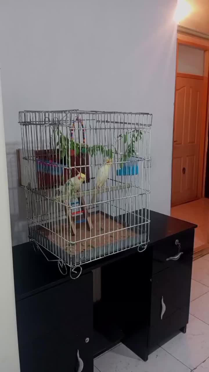 عروس هلندی|پرنده|تکاب, |دیوار