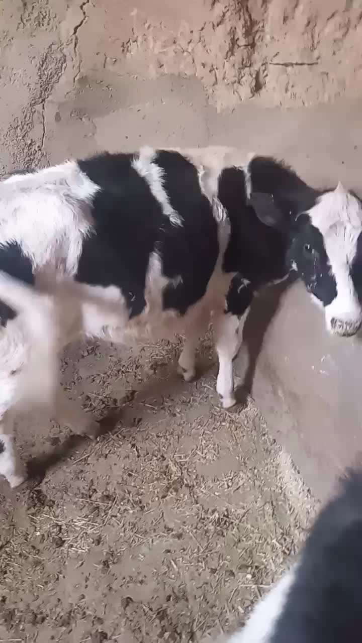 گوساله|حیوانات مزرعه|کمیجان, |دیوار