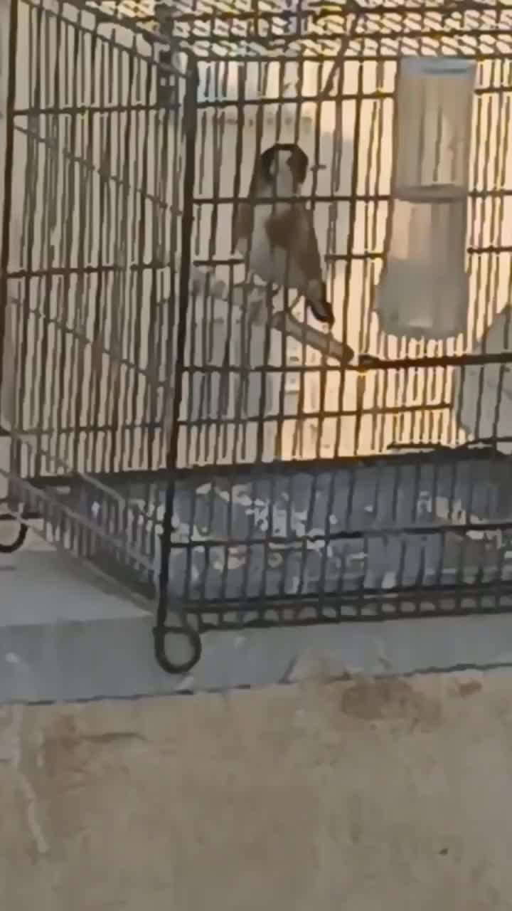 سهره|پرنده|تهران, شیوا|دیوار