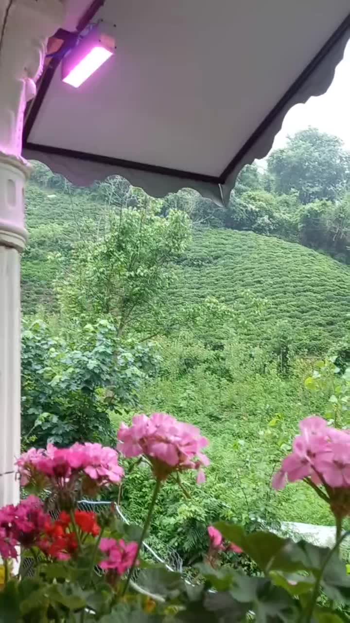 ویلا باغ کلبه جنگلی|اجارهٔ کوتاهمدت ویلا و باغ|لنگرود, |دیوار