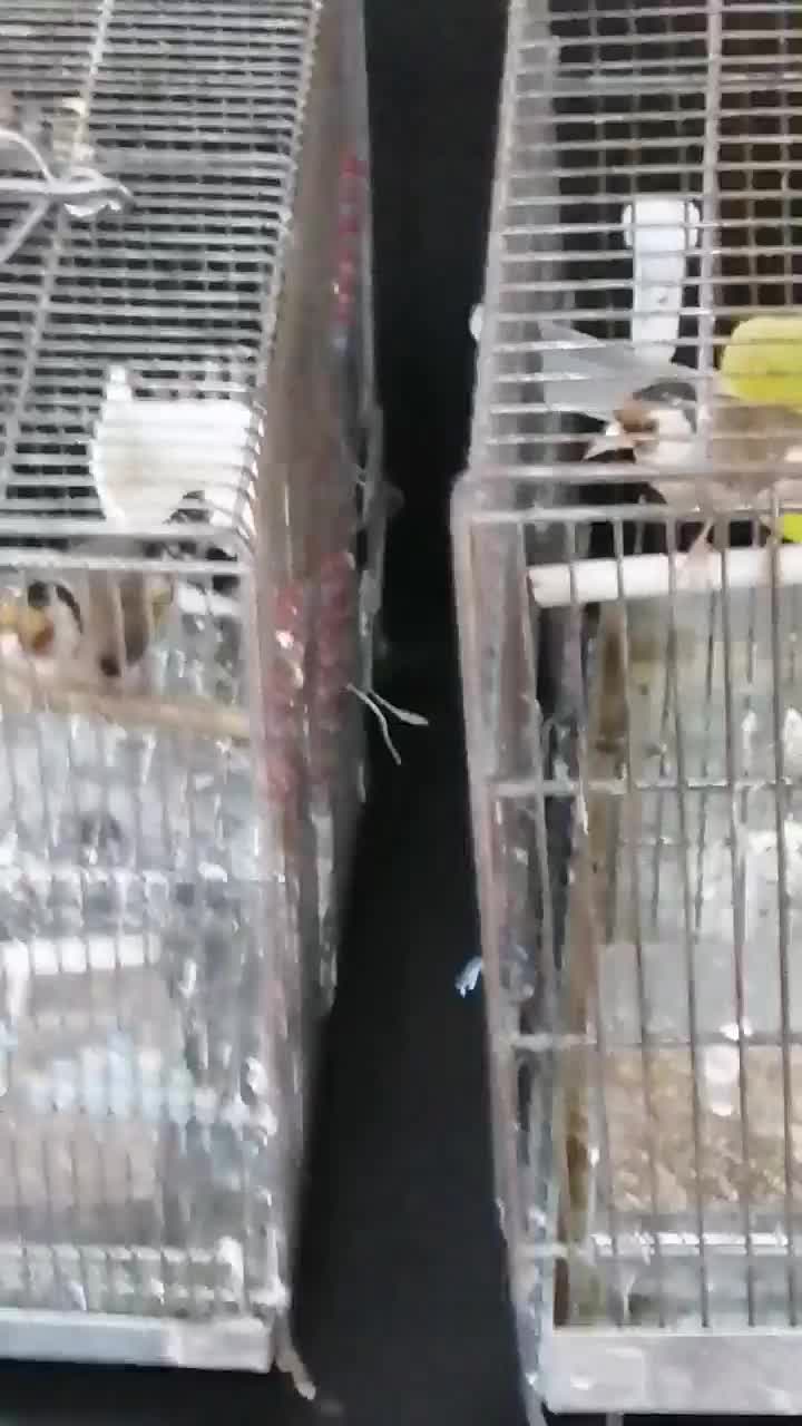 سهره جفتی کلکسیونی|پرنده|شیراز, شهرک جماران|دیوار