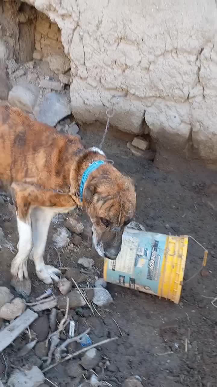 واگذاری ماده خراسانی|سگ|قوچان, |دیوار