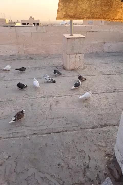 کفتر گرفتنی|پرنده|تهران, توحید|دیوار