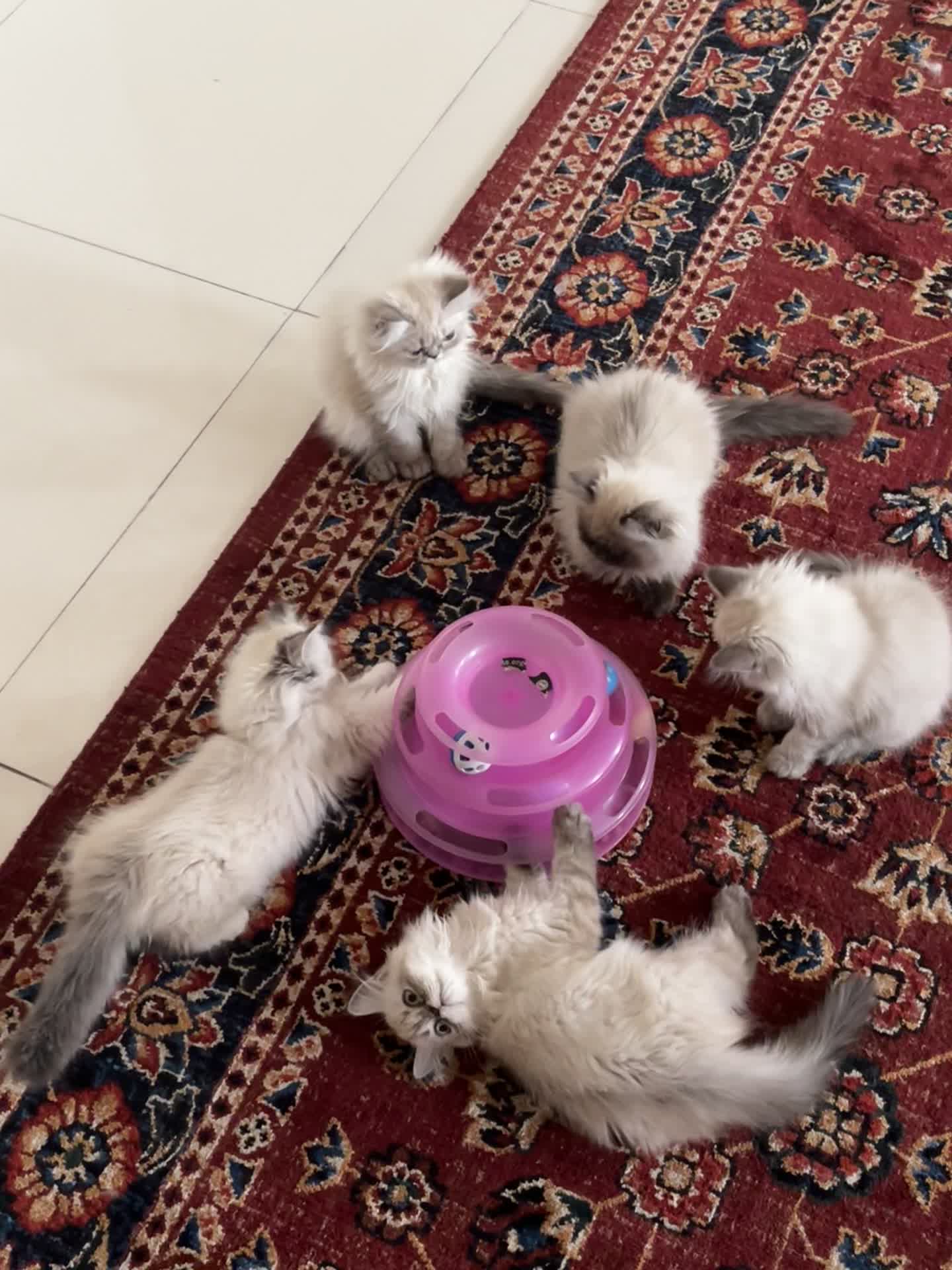 هیمالین شیرین و بانمک|گربه|مشهد, امیریه|دیوار