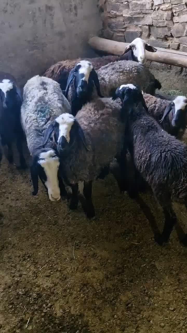 میش بره|حیوانات مزرعه|فرمهین, |دیوار