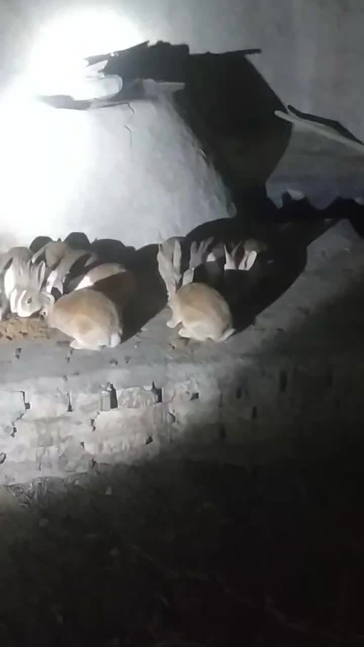 خرگوش|موش و خرگوش|زابل, |دیوار