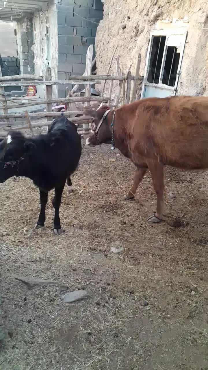 گاو وگوساله|حیوانات مزرعه|هرسین, |دیوار
