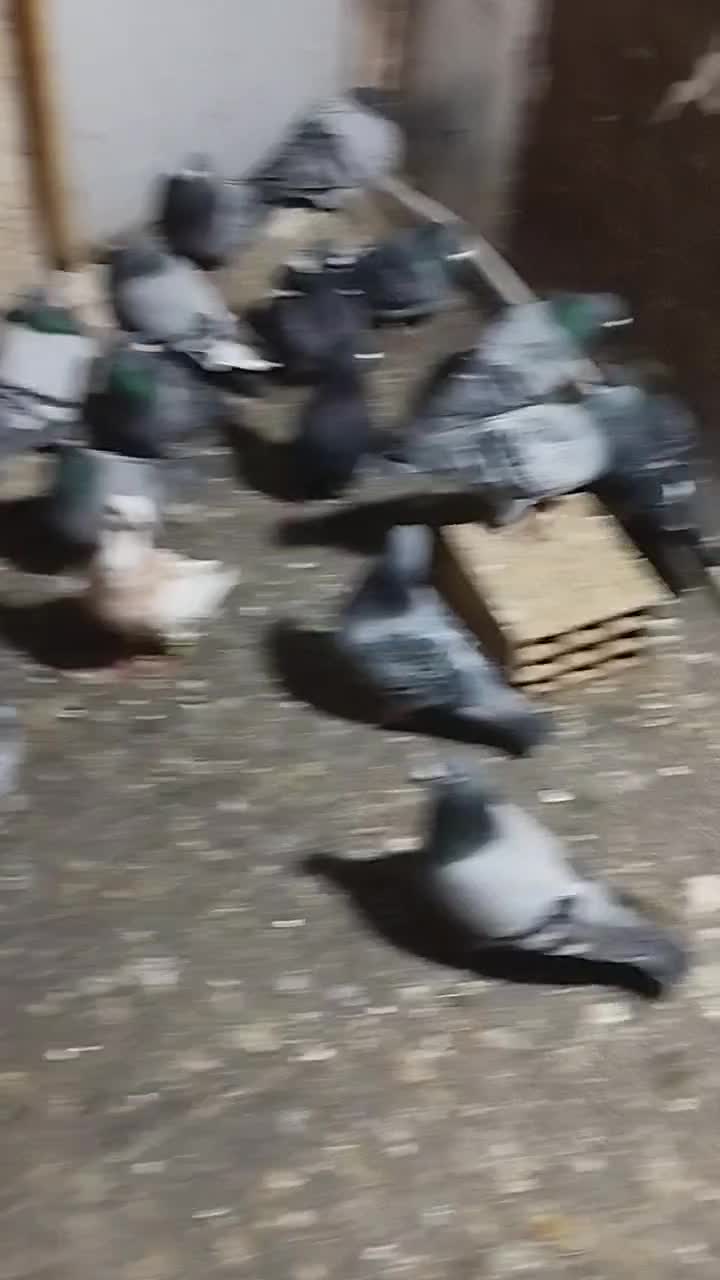 کفتر|پرنده|شیراز, شهرک ترکان|دیوار