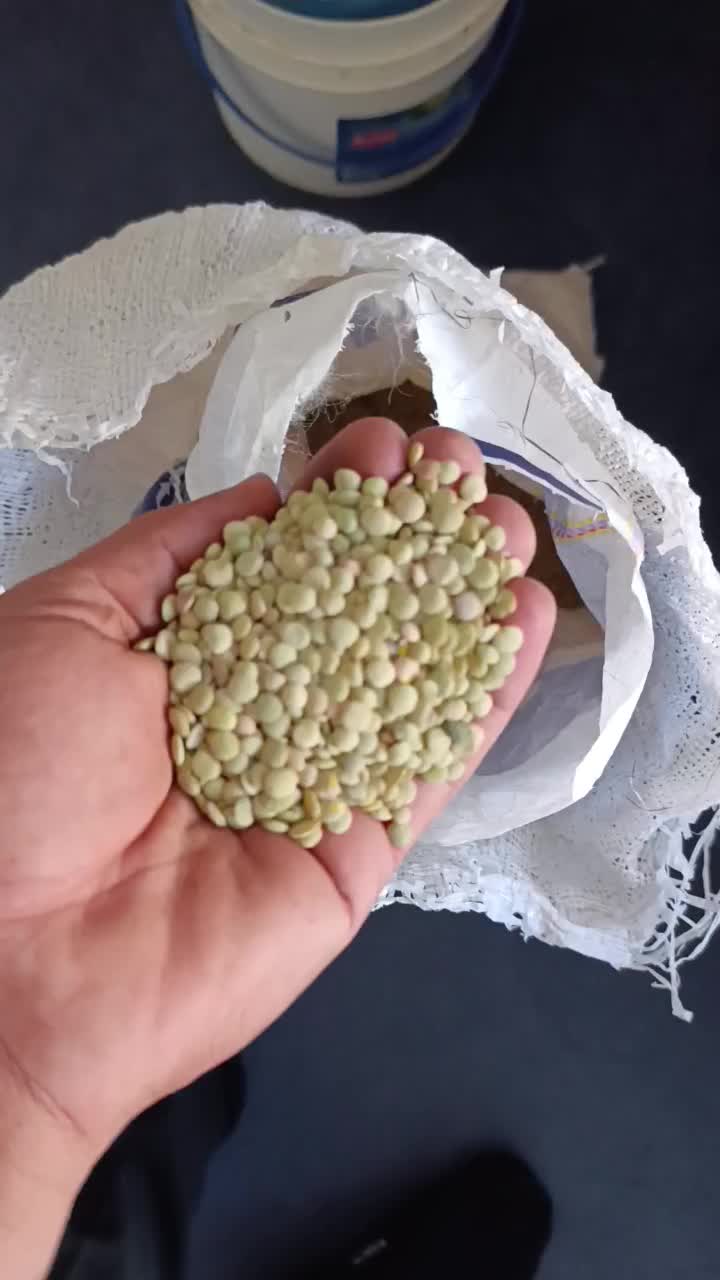 عدس|خوردنی و آشامیدنی|قیدار, |دیوار