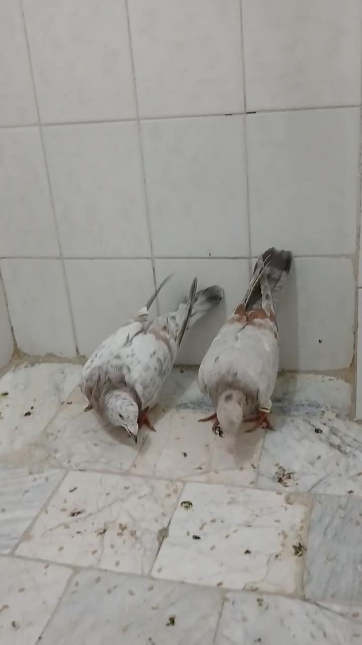 کبوتر|پرنده|محمدیه-قزوین, |دیوار