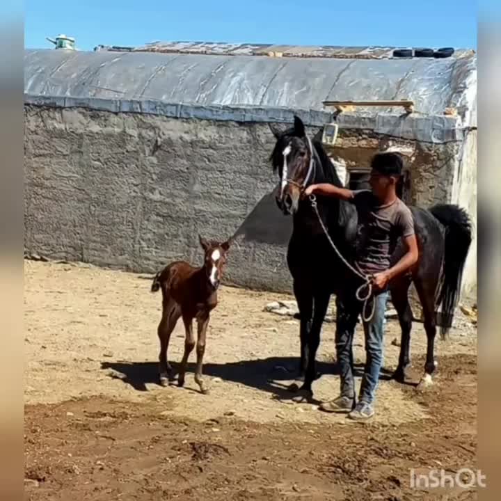 اسب|اسب و تجهیزات اسبسواری|اراک, |دیوار