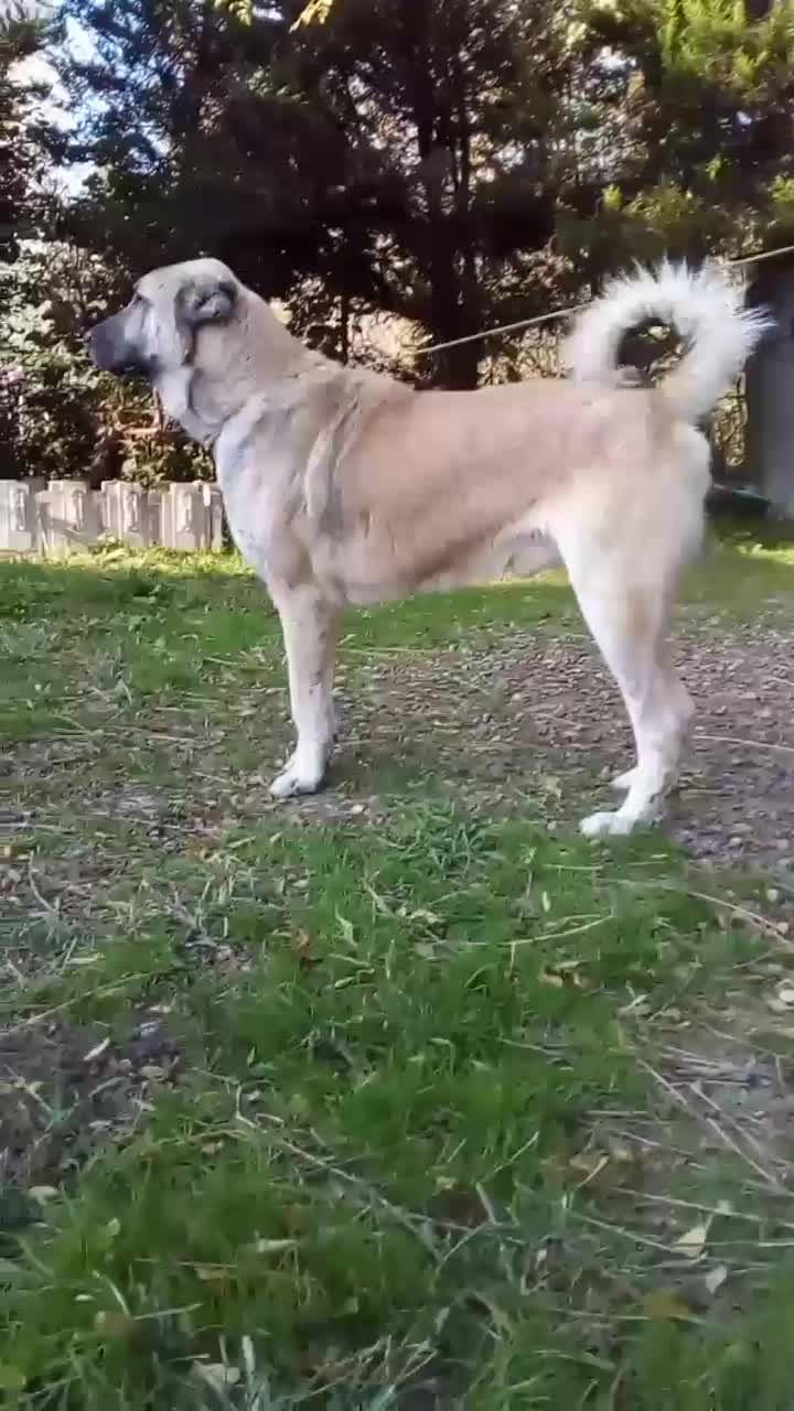 سگ سرابی|سگ|تهران, تهرانپارس شرقی|دیوار