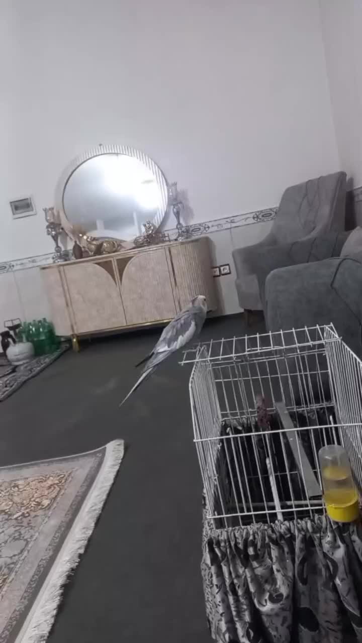 فروشی|پرنده|رباطکریم, الارد|دیوار