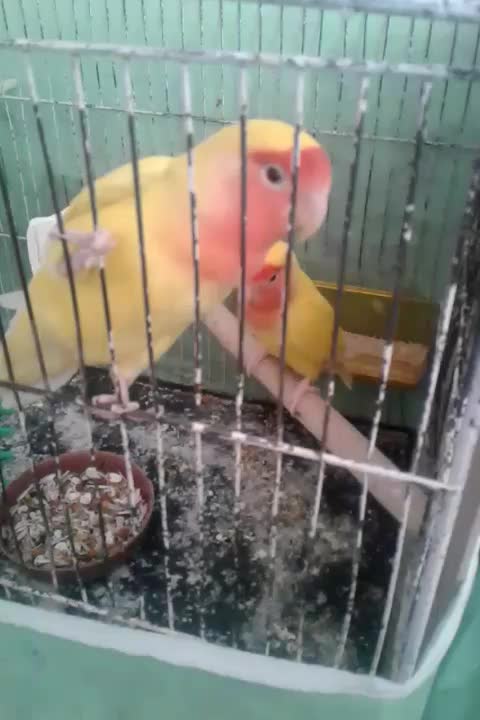 جفت کتوله اهلی|پرنده|بیرجند, |دیوار