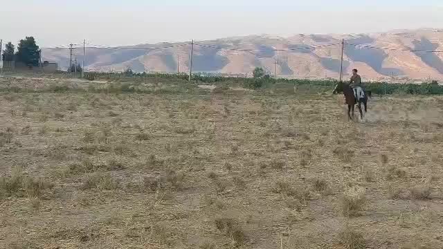 فروش اسب|اسب و تجهیزات اسبسواری|شیراز, آزادگان|دیوار