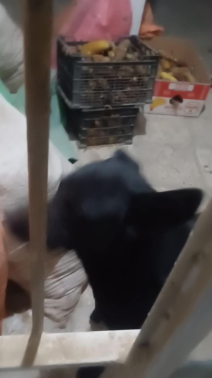 سگ گوش تیز حرف گوش کن نگهبان|سگ|آشخانه, |دیوار