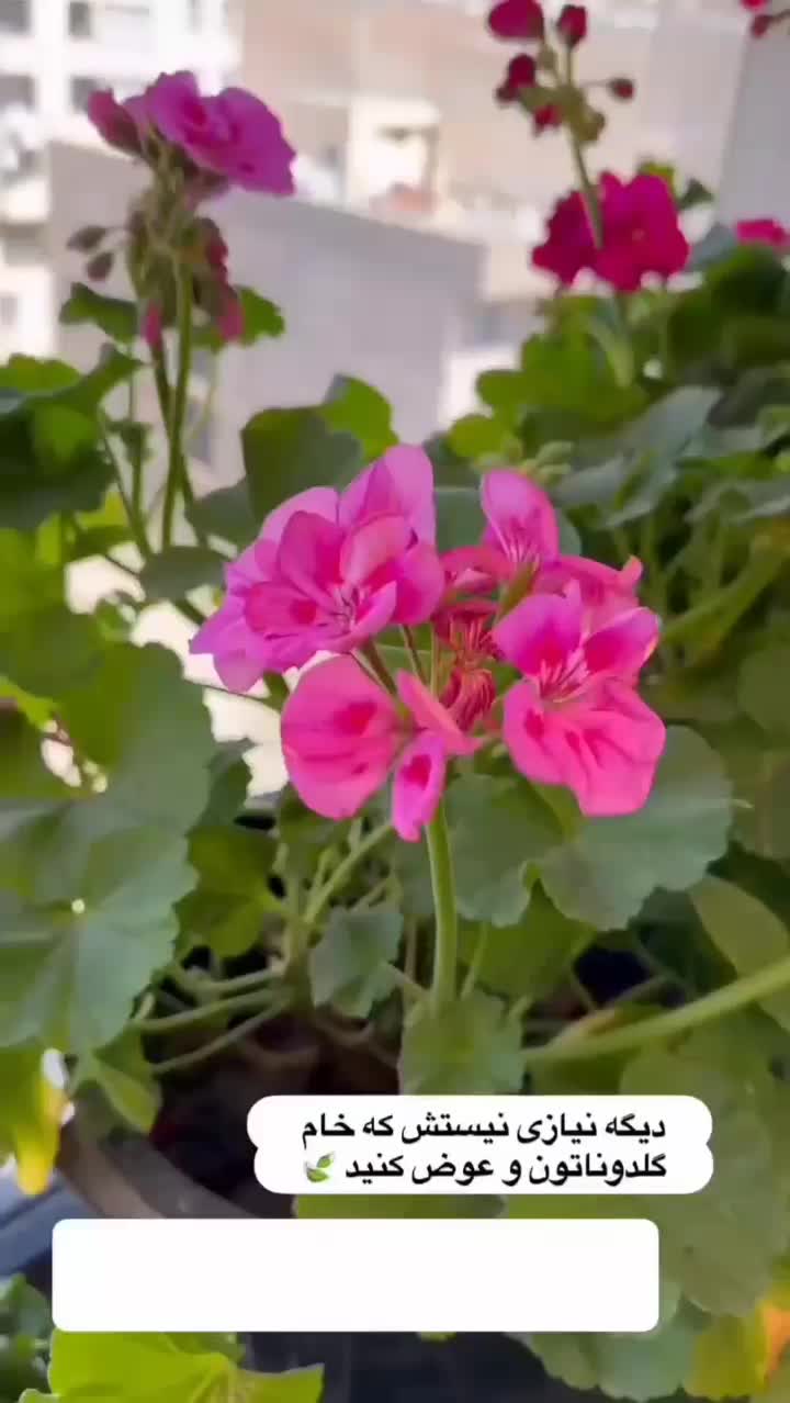 گلستان بیار ب خونه|گل و گیاه طبیعی|رفسنجان, |دیوار
