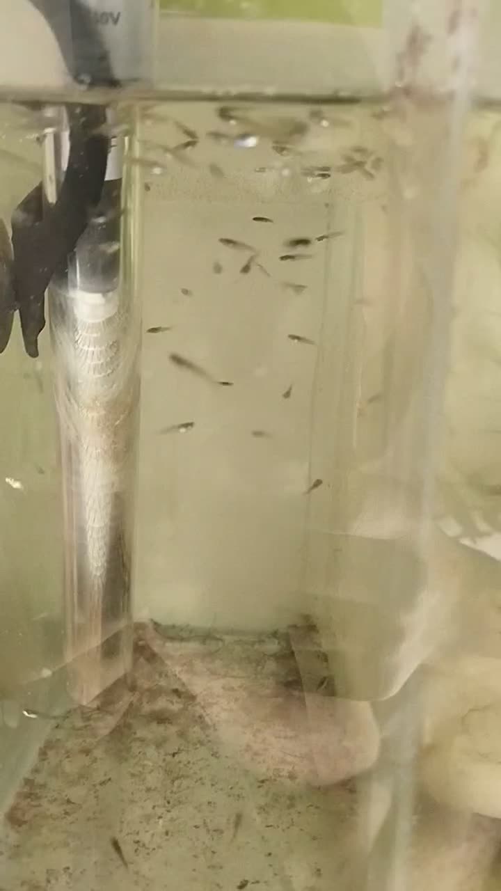 بچه ماهی گوپی|ماهی|تویسرکان, |دیوار