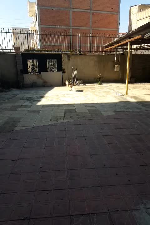 واگذاری سگ نژاد مالینویز|سگ|آمل, |دیوار