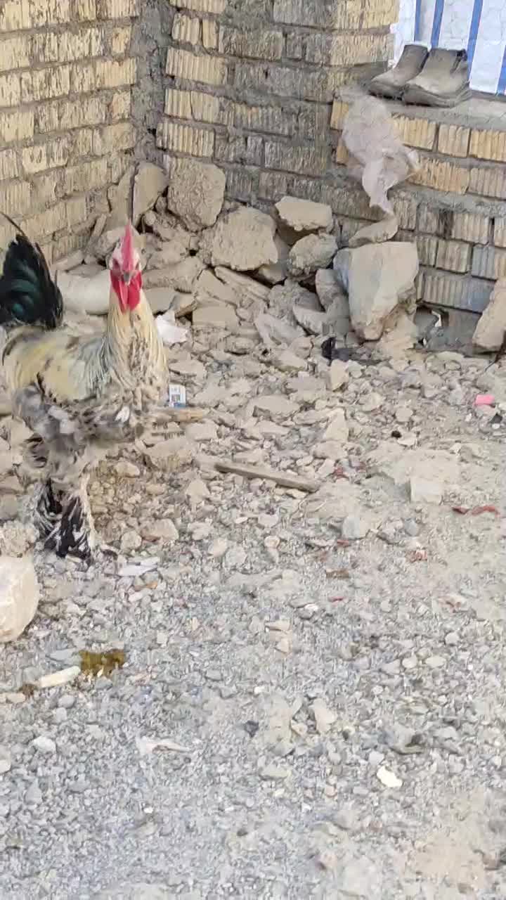 خروس دیلگونی پا بلند|حیوانات مزرعه|دهدشت, |دیوار