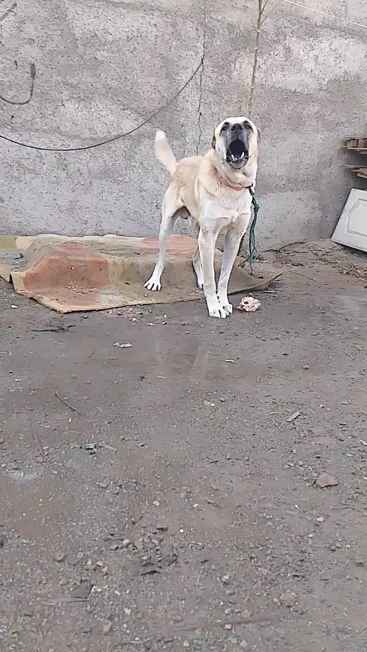 سگ سرابی شش دانگ اصیل. بشرط نگهبانی|سگ|کرج, کمال‌شهر|دیوار