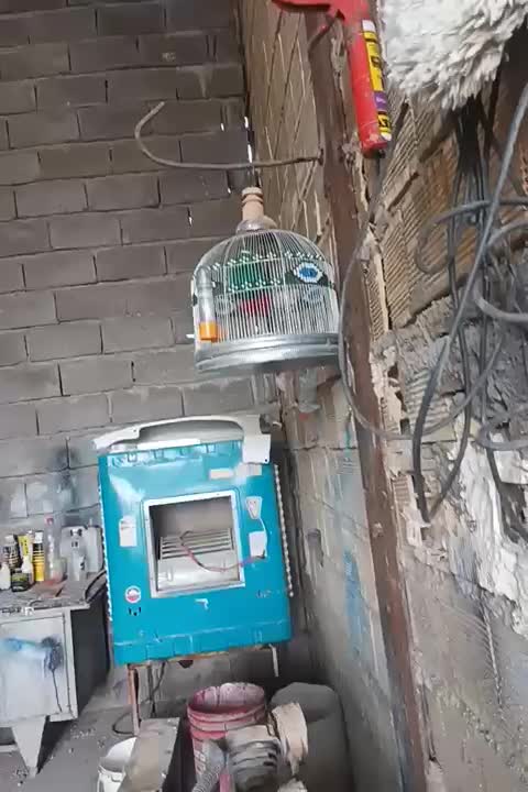 پرنده خاکی|پرنده|شوش, |دیوار