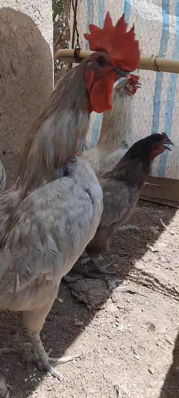 گله ۱۴ عددی ارا‌کانا تخم ابی مولد جوان امروکانا|حیوانات مزرعه|تهران, فلسطین (میدان انقلاب)|دیوار