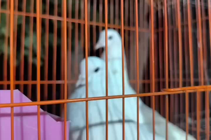 کبوتر تهرونی پرشی|پرنده|اصفهان, ارداجی|دیوار