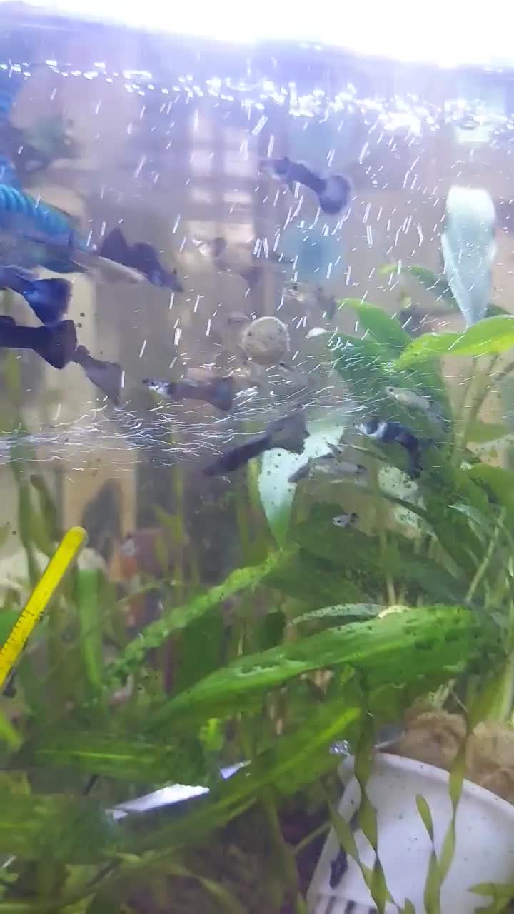 فروش ماهی گوپی|ماهی|کرمان, |دیوار