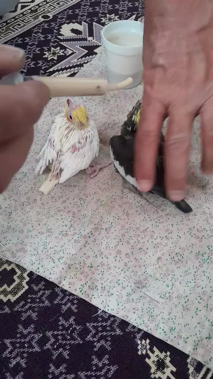 عروس هلندی سرلاکی|پرنده|بناب, |دیوار