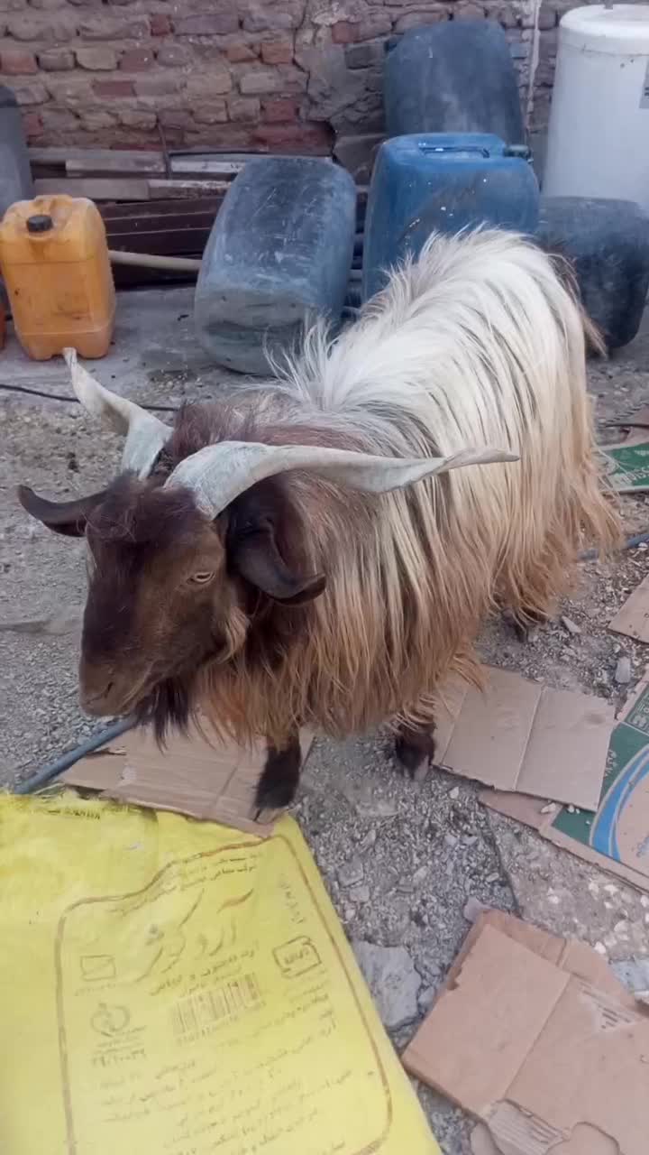 پاچن بز نر|حیوانات مزرعه|لادیز, |دیوار