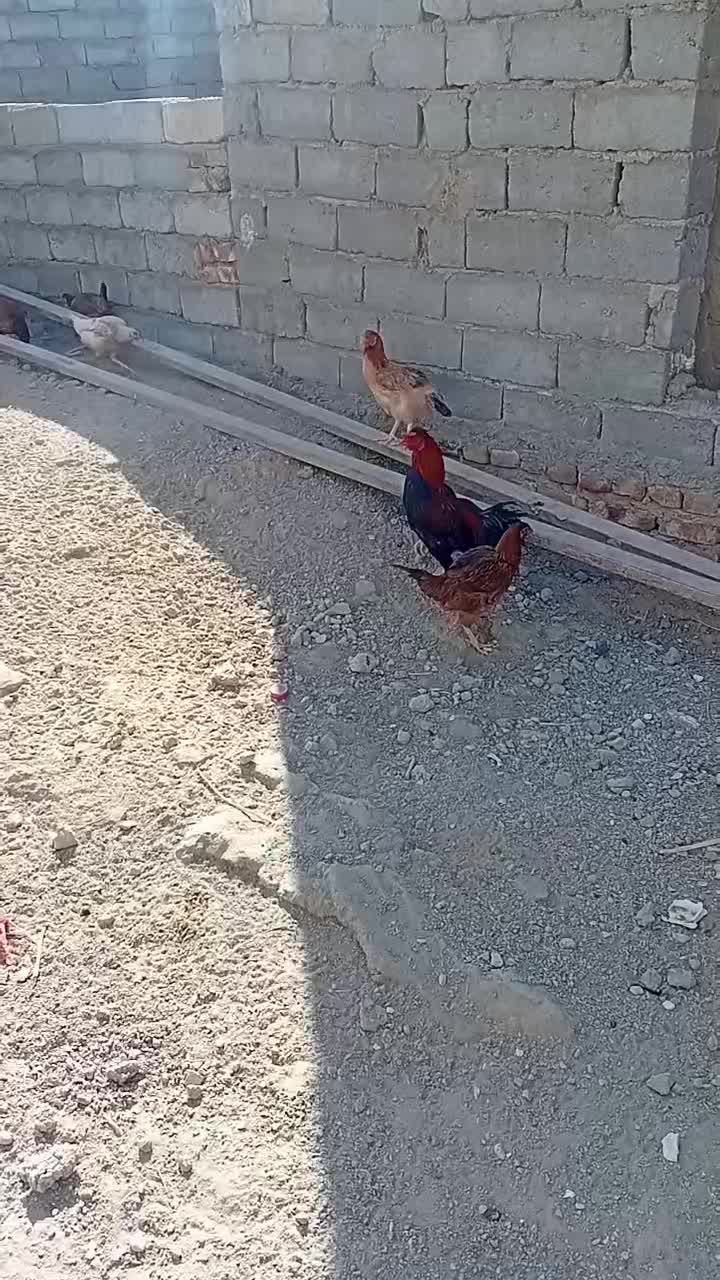 مرغ وخروس|حیوانات مزرعه|زهک, |دیوار