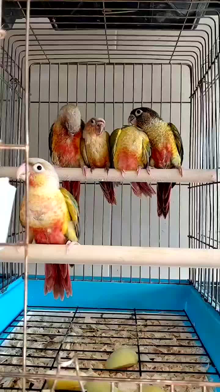 گرینچیک عروس هلندی طوطی برزیلی قناری ملنگو سهره|پرنده|کرج, شهرک رضوانیه|دیوار