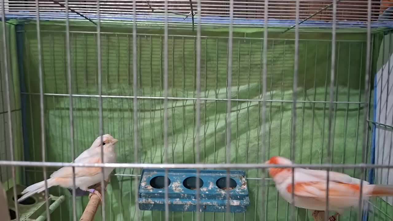 فروش قناری اورجینال .|پرنده|بندر ماهشهر, |دیوار