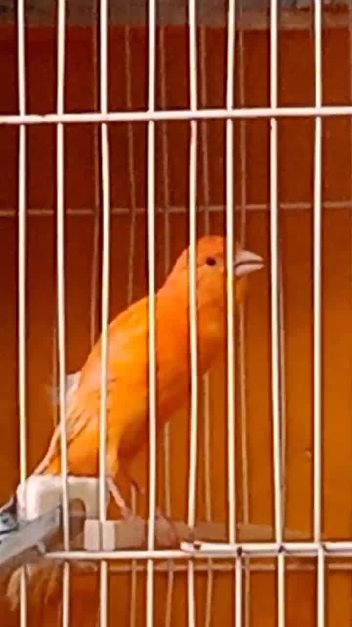 قناری دوعدد نر بخون|پرنده|فولادشهر, مسکن مهر فولادشهر|دیوار