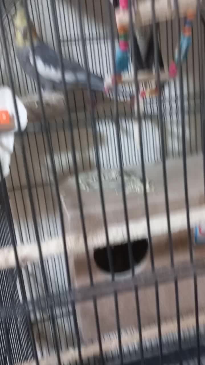 جفت مولد با تخم|پرنده|اصفهان, آبشار|دیوار