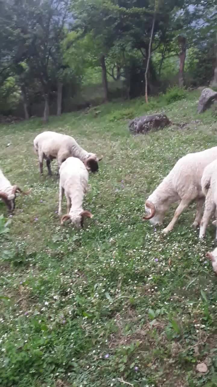 گوسفند بره نر و ماده|حیوانات مزرعه|اسالم, |دیوار