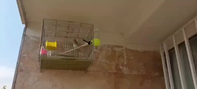 پرنده|پرنده|اسلامشهر, شهرک قائمیه|دیوار