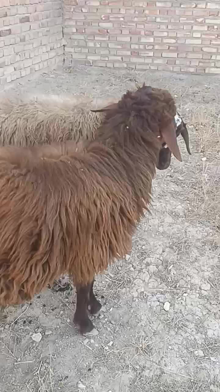 بره نر و قوچ چاق|حیوانات مزرعه|سلماس, |دیوار