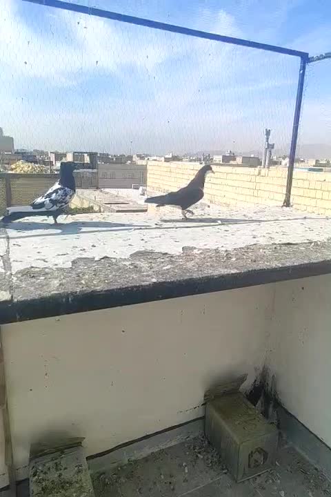 کبوتر|پرنده|مرودشت, ثبت احوال|دیوار