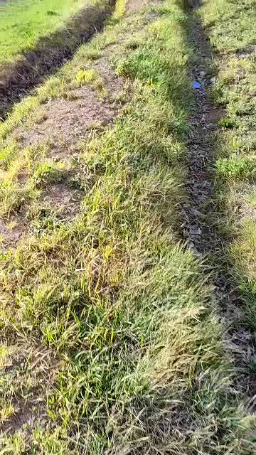 نیم هکتار زمین آبی کشاورزی روستای همیانک|فروش دفتر صنعتی، کشاورزی، تجاری|کنگاور, |دیوار
